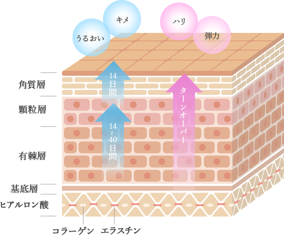 バランスが整った肌へ
